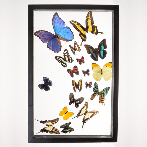 Real Taxidermy Butterflies in Black Frame - Set of 18