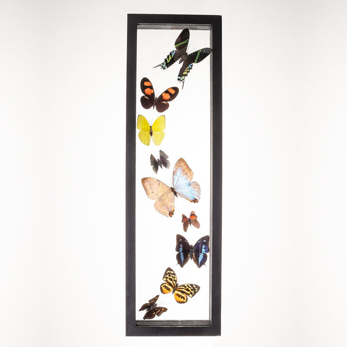 Real Taxidermy Butterflies - Set of 9 (Sweeping Arrangement)