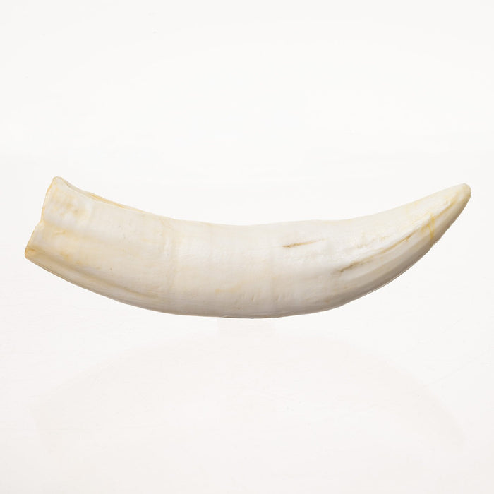 Replica Nile Crocodile Tooth