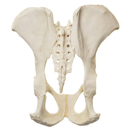 Replica Male Chimpanzee Pelvis-Articulated