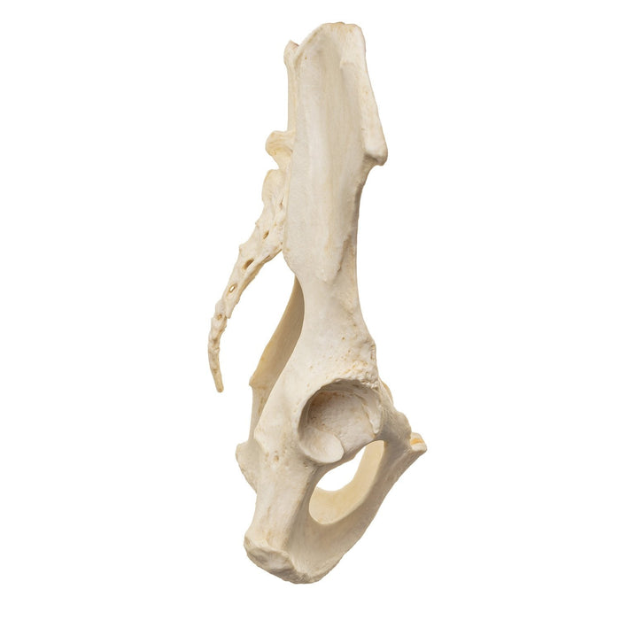 Replica Male Chimpanzee Pelvis-Articulated