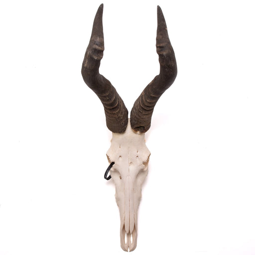 Real Hartebeest Skull