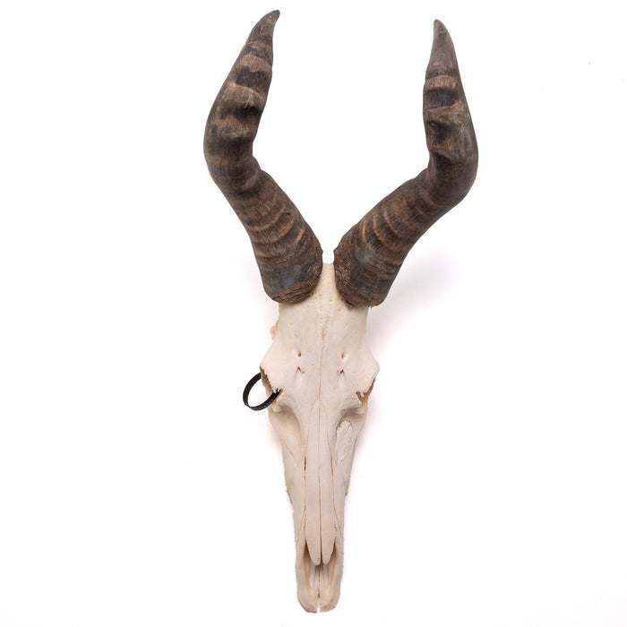 Real Hartebeest Skull