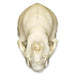 Replica Vampire Bat Skull