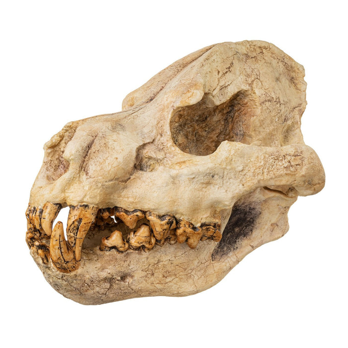 Replica Giant Hyena Fossil Skull