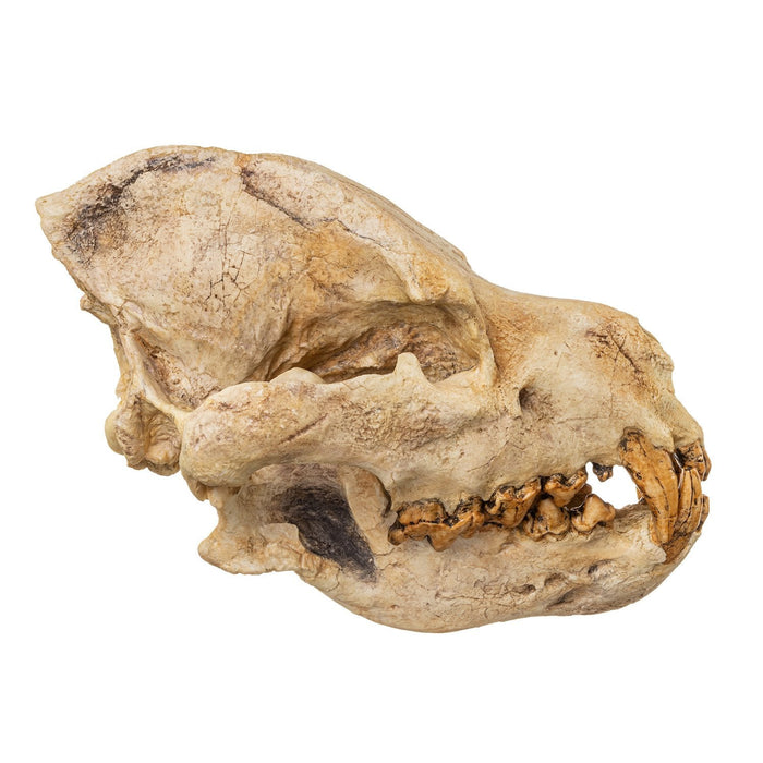 Replica Giant Hyena Fossil Skull