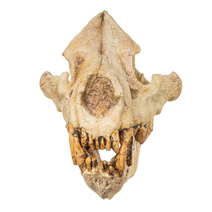 Replica Giant Hyena Fossil Skull