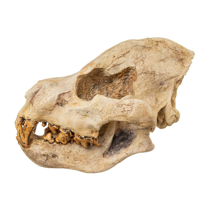 Replica Giant Hyena Fossil Skull