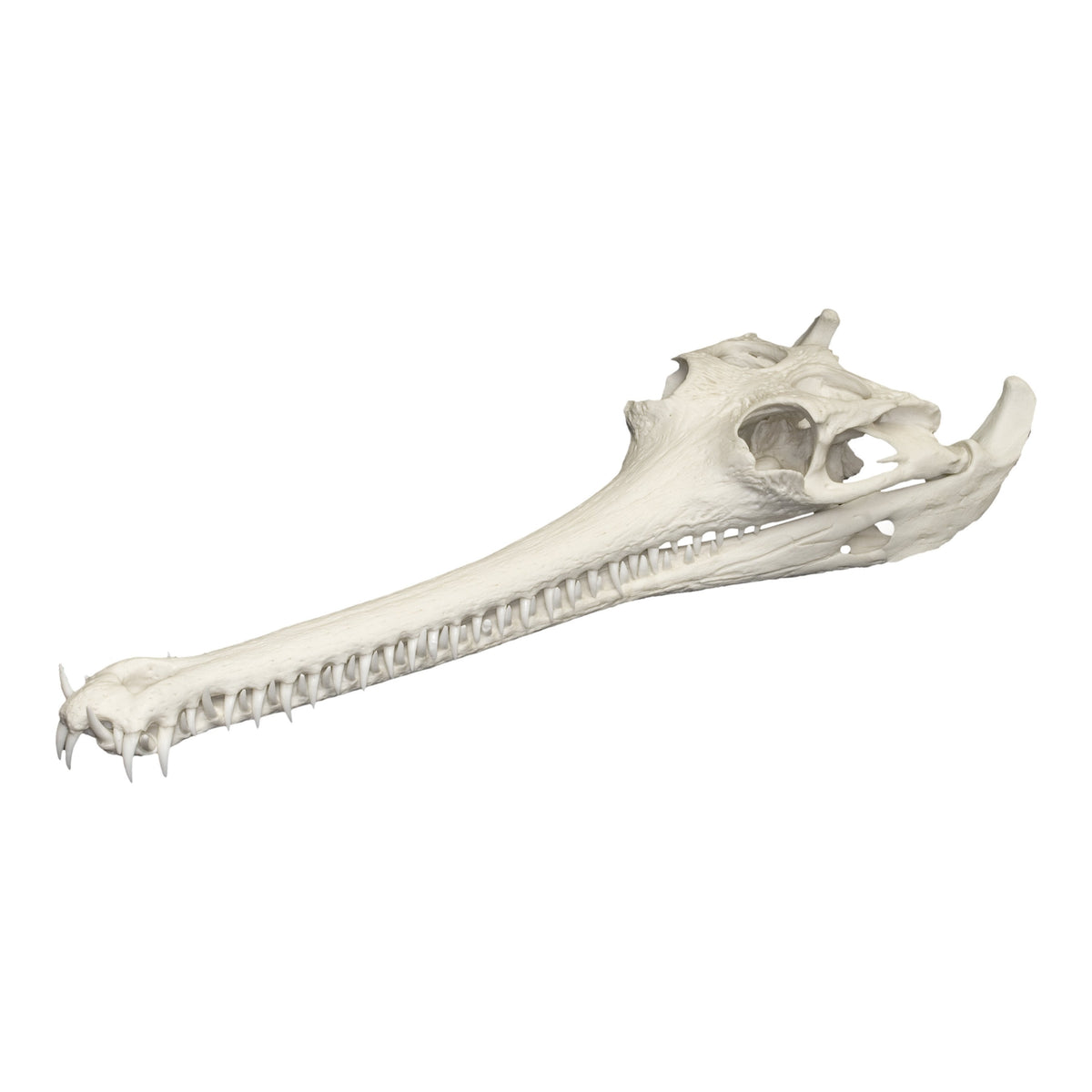 Replica Indian Gavial Skull