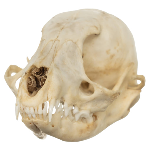 Real Cape Genet Skull - Adolescent