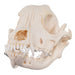 Real Domestic Dog Skull - Boxer