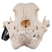 Real Domestic Dog Skull - Boxer