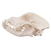 Real Domestic Dog Skull - Boxer