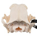 Real Domestic Dog Skull - Boxer