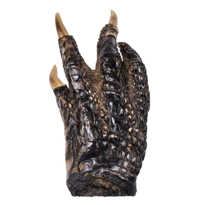 Real Freeze-dried Alligator Foot