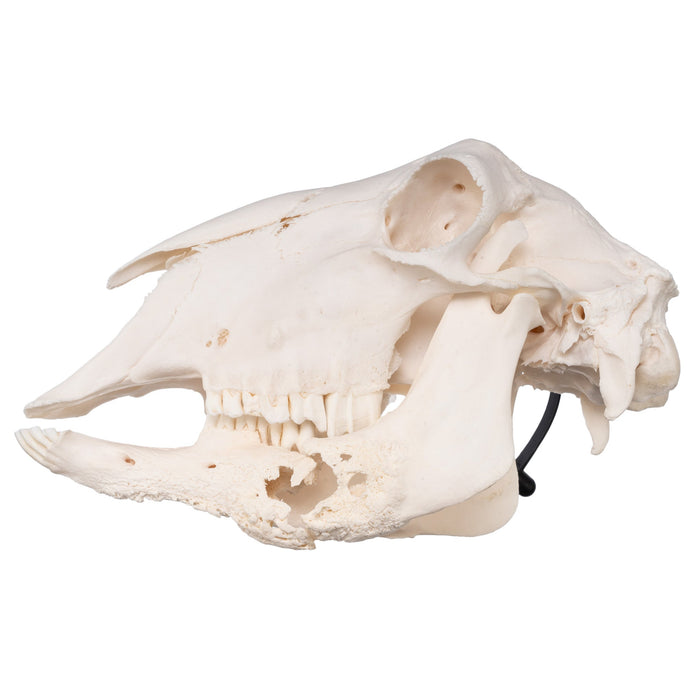 Real Sheep Skull - Pathology