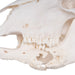 Real Sheep Skull - Pathology