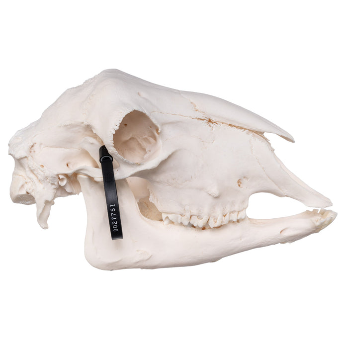 Real Sheep Skull - Pathology