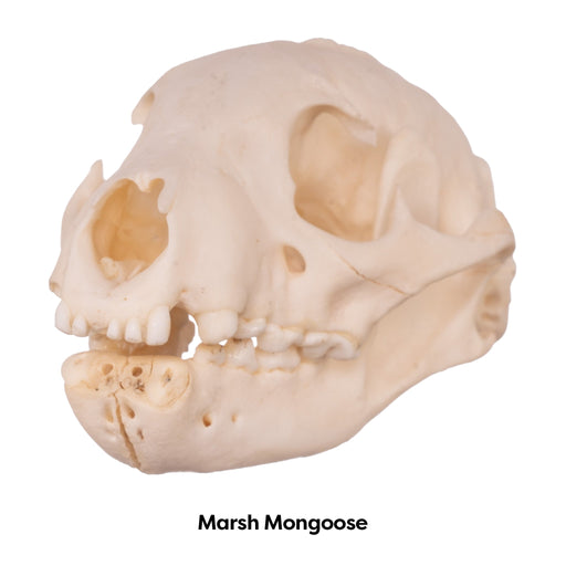 Real Mongoose Skull - Set of 2