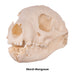 Real Mongoose Skull - Set of 2