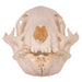 Real Mongoose Skull - Set of 2