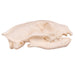 Real Mongoose Skull - Set of 2