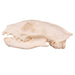 Real Mongoose Skull - Set of 2