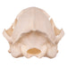 Real Mongoose Skull - Set of 2