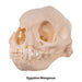 Real Mongoose Skull - Set of 2