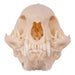 Real Mongoose Skull - Set of 2