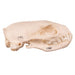 Real Mongoose Skull - Set of 2