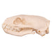 Real Mongoose Skull - Set of 2