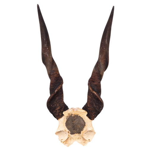 Real Eland Skull Plate