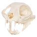 Real Domestic Cat Skull - Pathology