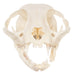 Real Domestic Cat Skull - Pathology