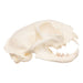 Real Domestic Cat Skull - Pathology