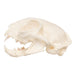 Real Domestic Cat Skull - Pathology