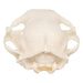 Real Domestic Cat Skull - Pathology