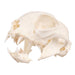 Real Domestic Cat Skull - Pathology