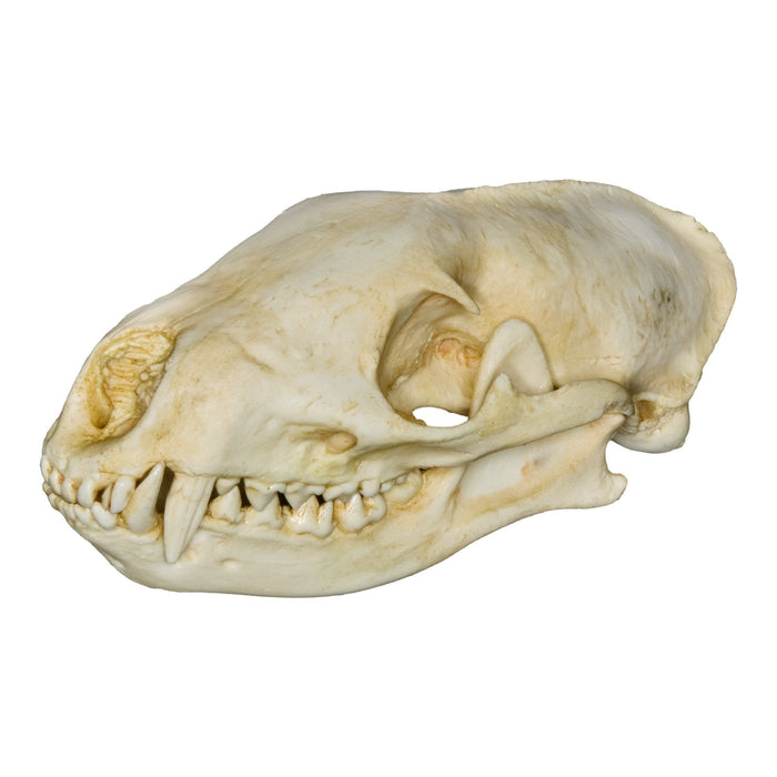 Replica Jackson's Black-legged Mongoose Skull