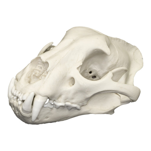 Replica Jaguar Skull