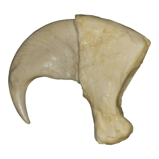 Replica Jaguar Claw