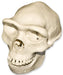 Replica Half Scale Primate Skull Homo erectus