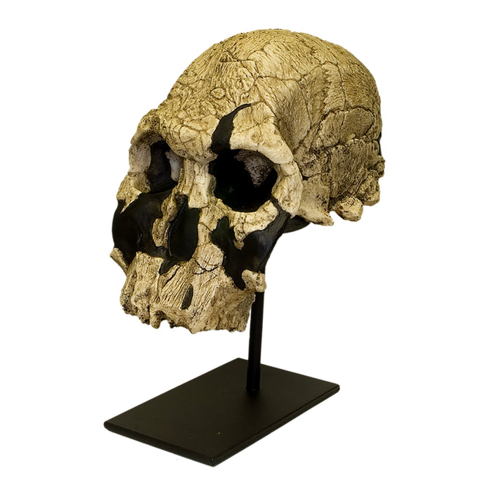 Replica KNM ER 1470 Skull