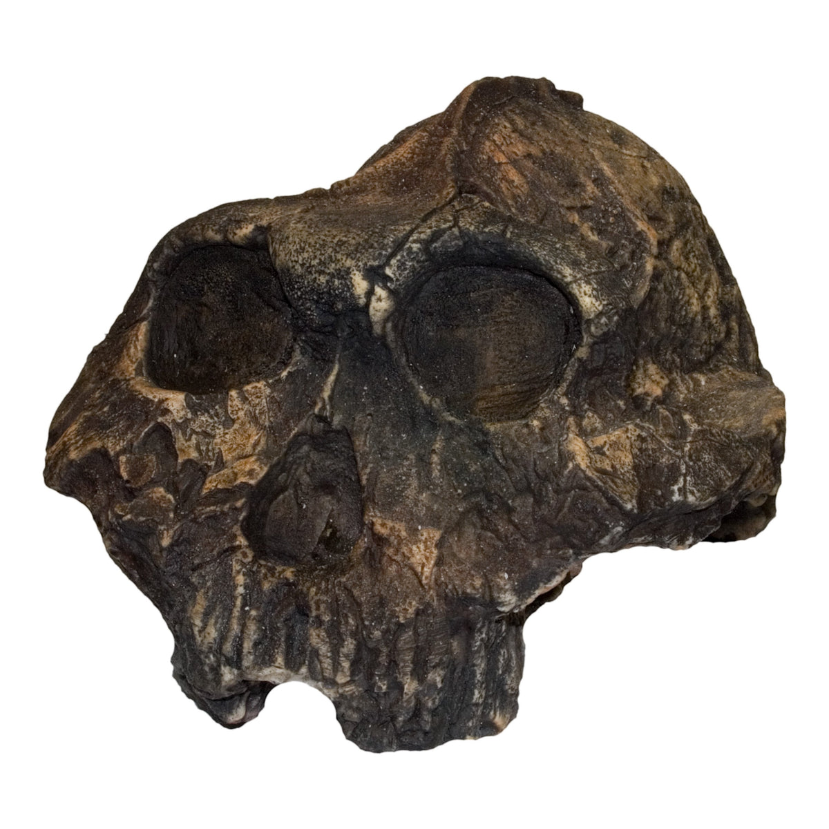 Replica KNM ER-406 Skull - Cranium Only