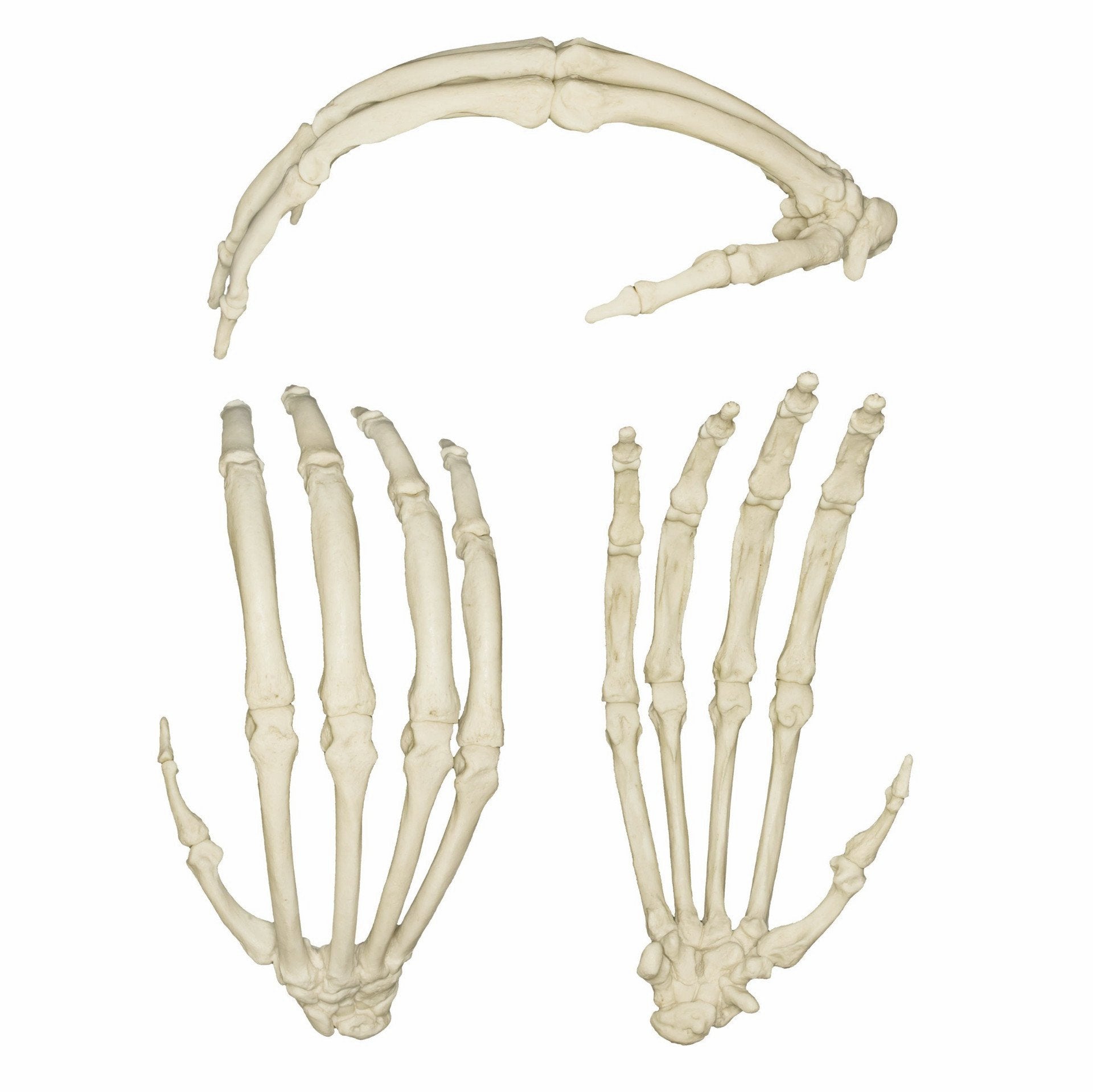 Articulated Orangutan Skeleton - Bone Clones, Inc. - Osteological  Reproductions