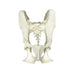 Replica Mandrill Baboon Pelvis