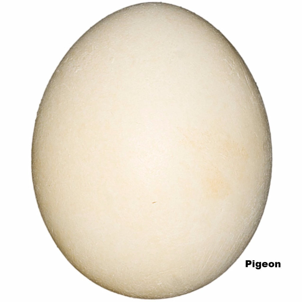 Replica Pigeon (Rock Dove) Egg (39mm)