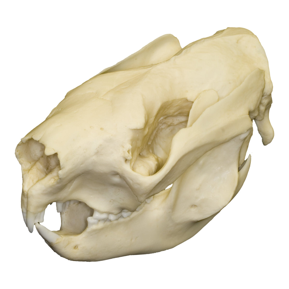 Replica Koala Skull — Skulls Unlimited International, Inc.