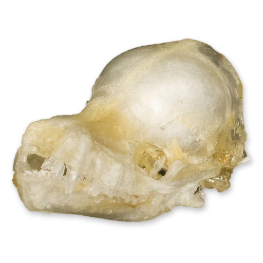 Real Javan Pipistrelle Bat Skull